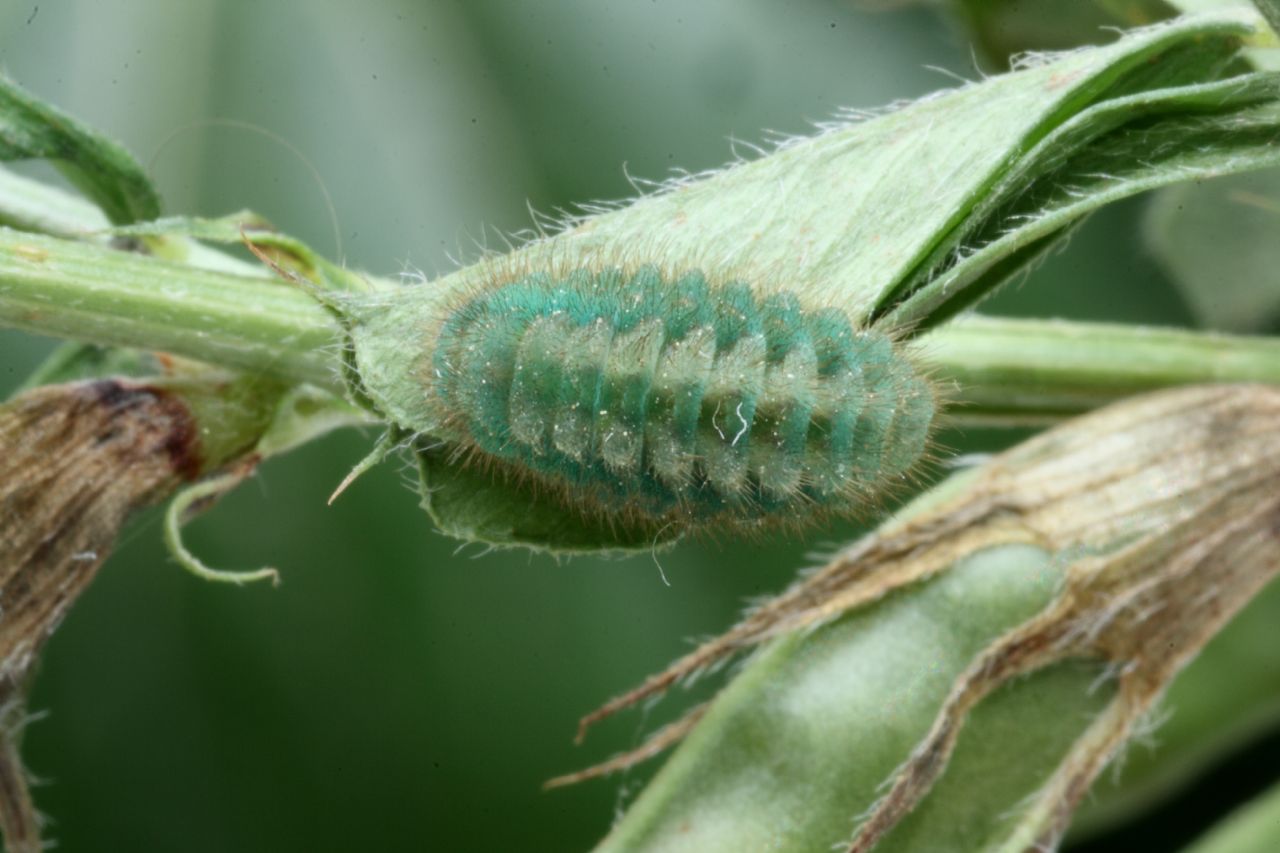 identificazione bruco: Callophrys rubi (Lycaenidae)